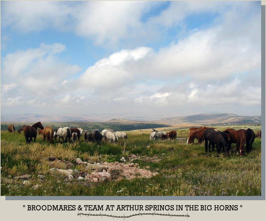Broodmares & Team at Arthur Springs in the Big Horns