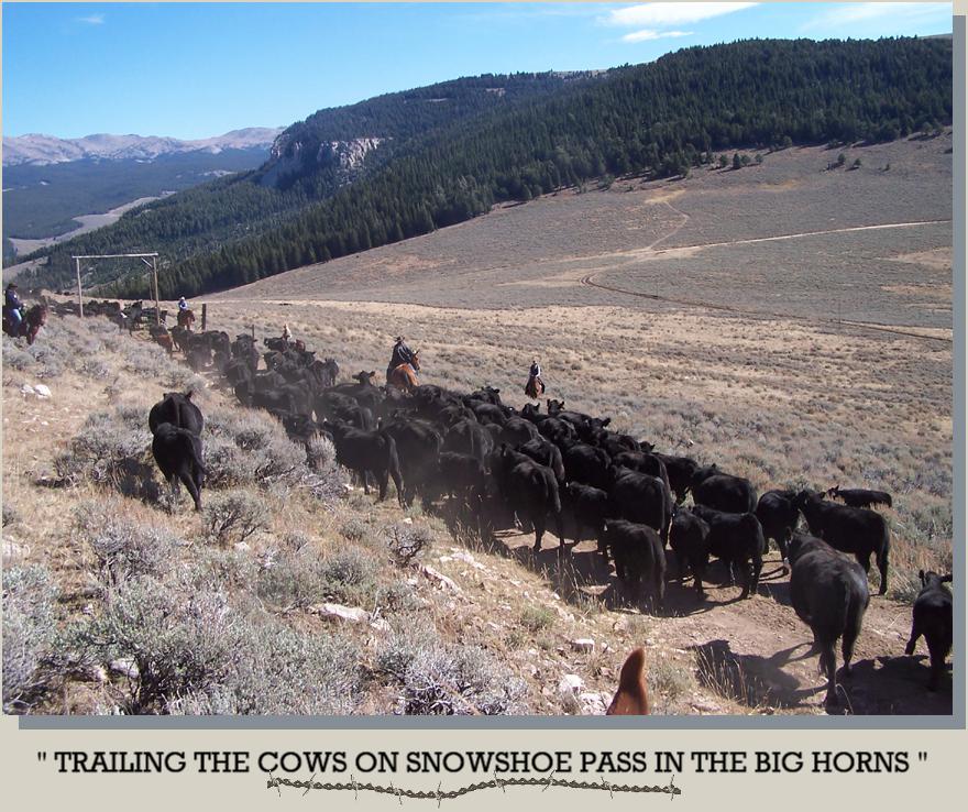 Trailing the Cows on Snowshoe Pass in the Big Horns